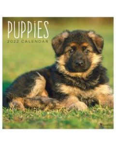 TF Publishing Animal Wall Calendar, 12in x 12in, Puppies, January To December 2022