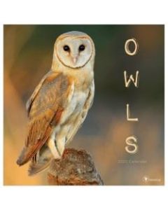 TF Publishing Animal Wall Calendar, 12in x 12in, Owls, January To December 2022