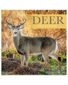 TF Publishing Animal Wall Calendar, 12in x 12in, Deer, January To December 2022