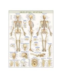 QuickStudy Human Anatomical Poster, English, Skeletal System, 28in x 22in